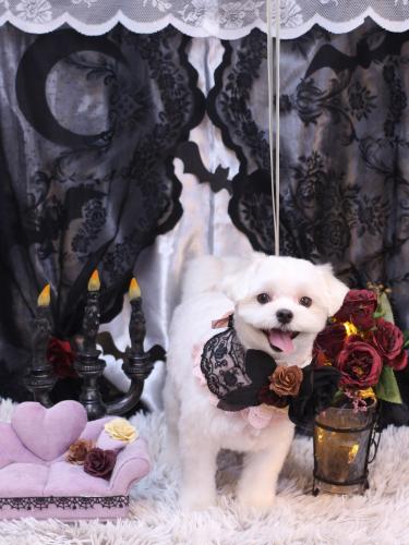 20231021まるちゃん